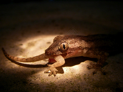 野蛮喂养壁虎Gecko吃Gecko你就是吃的东西图片