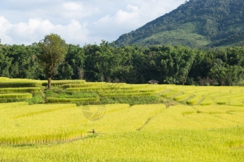 土壤绿色种植园山区和森林的农业种植山上区和林地的农耕山脉和森林图片