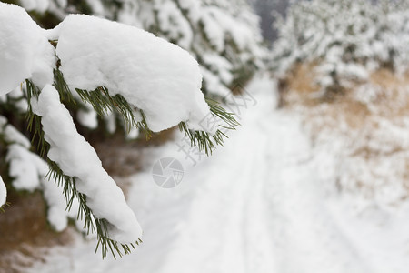 场景松树覆盖森林中的积雪分支木头图片