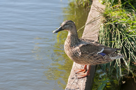 安宁一种在水边的头母野鸭被紧闭河图片