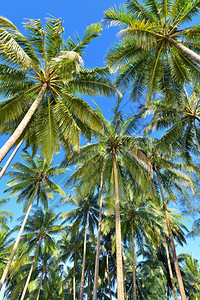 热带岛屿沙滩上的椰子棕榈树图片