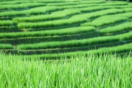 东南亚沿海地清迈露台绿稻田美丽场地自然蒋图片
