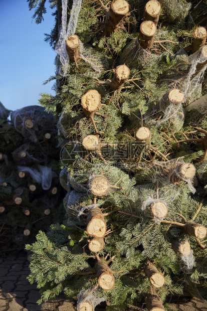喜庆的圣诞树堆和网中可出售的圣诞树冬天常绿图片