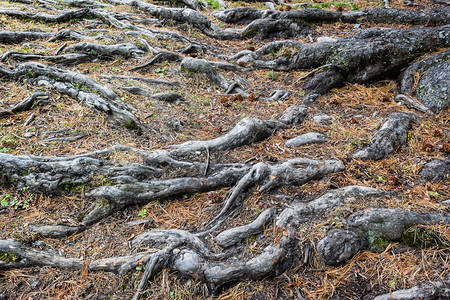 森林荒野旧树根作为背景菌图片