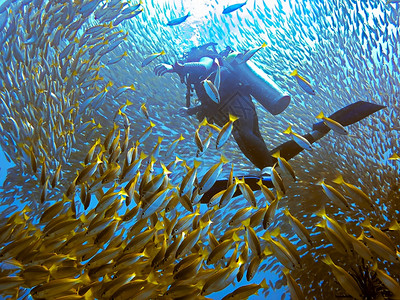 海滩热带Scuba潜水员和鱼类学校浅滩图片