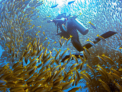 海滩热带Scuba潜水员和鱼类学校浅滩背景图片