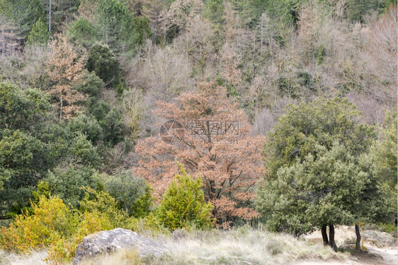 秋天在安道尔的山中云森林绿色图片