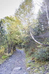 草结石秋天在安道尔的山中自然图片
