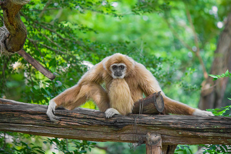 手臂长猿Gibbon坐在木材和绿树上头发图片