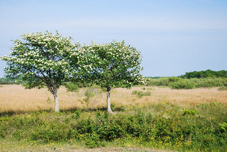 场地植物库尔曼在瑞典群岛奥兰的一个草原上白束树的布花图片