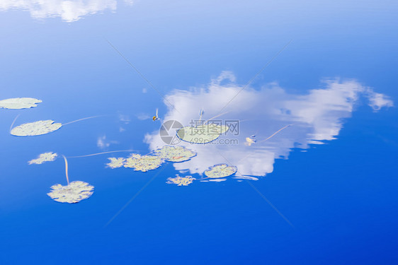 夏季蓝色天空中的白云反映在水生植物离开的池塘水面上自然背景有复制和设计的空间自然背景有复制和设计的空间夏天堂美丽的图片