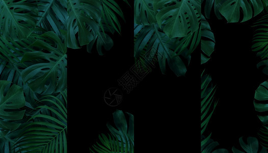 黑色的热带树叶横幅背景有复制空间绿色森林图片