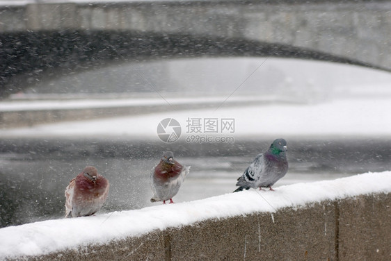 雪暴时坐在冬天的阳台上鸽子们镇黑色动物图片