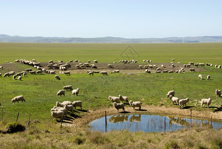 新的羊毛澳大利亚乔治湖澳大利亚George湖水坑周围的羊群牧场图片