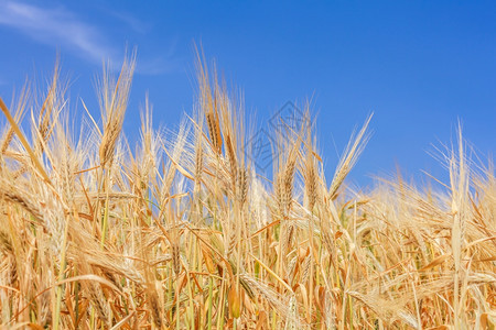 在天上收割近距离小麦耳朵的呼量时间黑麦云健康图片