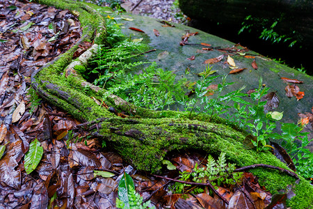 森林生长花园中Ferns和其他植物天然野生叶装饰品合闭光片热带绿色顶端青叶图案图片