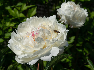 衬套植物皮奥尼白乳甘油夏季花朵生长图片