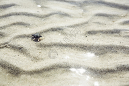 田园诗般的波纹美丽沿海边白沙浪浅水中的隐栖蟹夏季度假动物野生海上假日概念洋图片