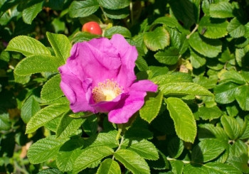 粉色的玫瑰果花有浆和绿树叶的红花户外图片