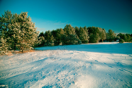 冬季晴天雪景森林空地图片