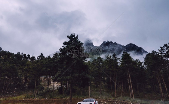 松树山坡在云中躺着青绿的阴锥被迷雾笼罩在景色风中爬坡道说谎图片