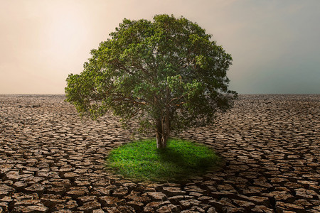 在气候变化的干旱土地上种植绿草生态土壤年轻的图片