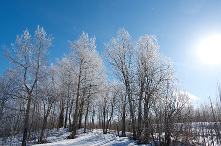 雪后的树林图片