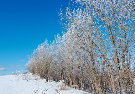 下雪后的云杉树图片