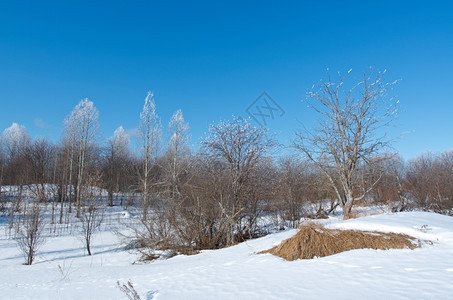 太阳晴天寒冬的风景冷树木明亮阳光媚的一天冷若冰霜图片