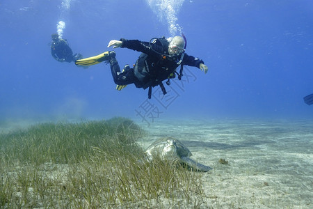 海洋绿色龟和潜水船员图片