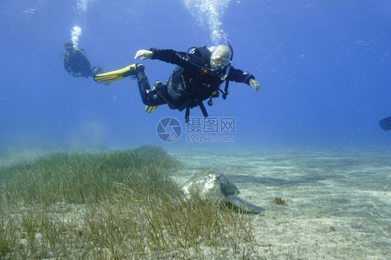 海洋绿色龟和潜水船员图片