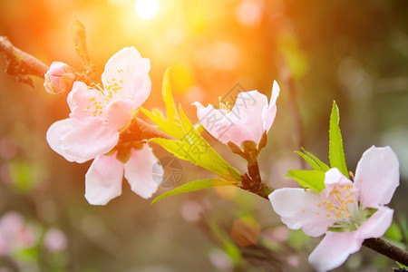 四月粉色的香气桃花图片