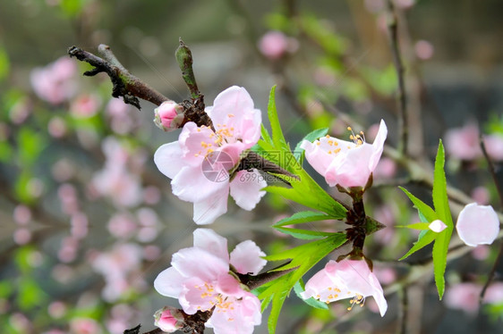 果园桃花自然艺图片
