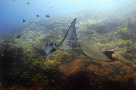飞印度尼西亚巴厘Manta点潜水场曼塔射线发现水肺图片