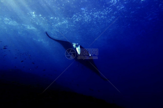 印度尼西亚巴厘Manta点潜水场曼塔射线下翅膀吃图片