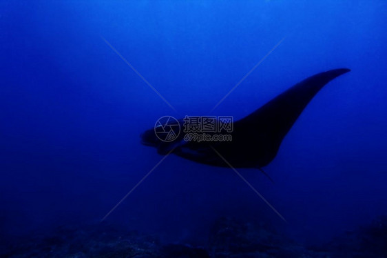 佩尼达印度西亚巴厘Manta点潜水场曼塔射线泰国嘴图片