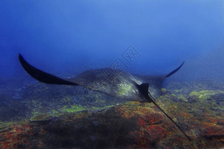 吃印度尼西亚巴厘Manta点潜水场曼塔射线佩尼达飞图片