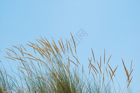蓝色天空背景水平的李特草重复地平线粮食图片