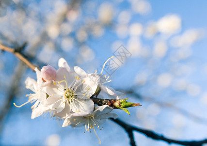 脆弱奥夫钦尼科薄树枝上小白杏子花的图片
