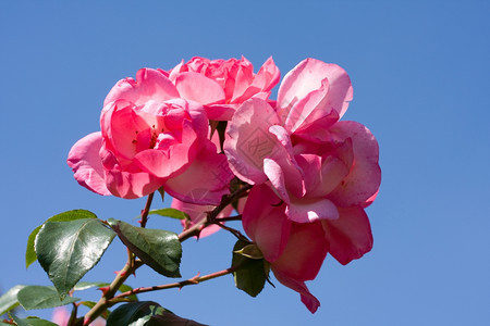 象征浪漫一种蓝天空背景上的红玫瑰图片