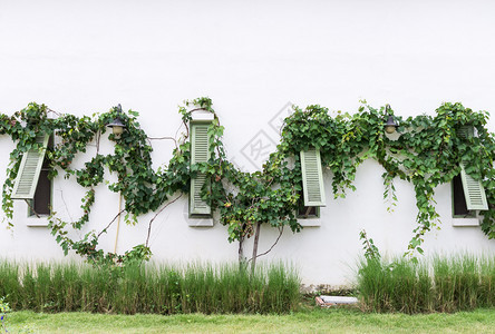 攀登屋绿色木窗有欧洲风格房子葡萄藤的绿木窗树叶图片