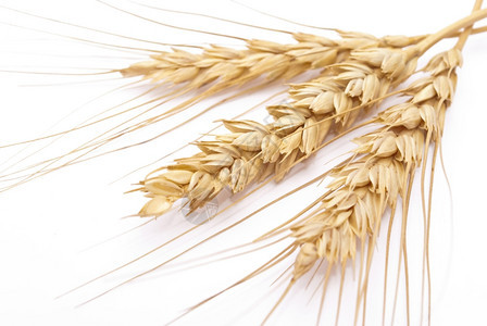 农民生产小麦耳朵夏天图片