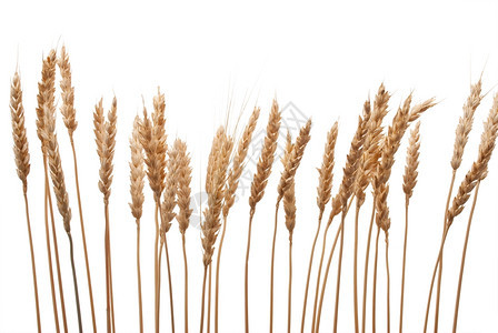 小麦耳朵农业乡村的尖峰背景图片