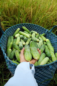 颜色越南黄瓜篮子一个刚在长安收获的农产品民手握黄瓜一耕收篮绿色新鲜水果放进田里照片图片