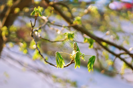开花植物群板栗树上的早叶板栗春天嫩叶板栗春天嫩叶板栗树上的早叶植物学图片