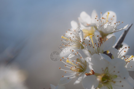 生长自然背景中的白梅花盛开自然背景中的白梅花盛开季节图片