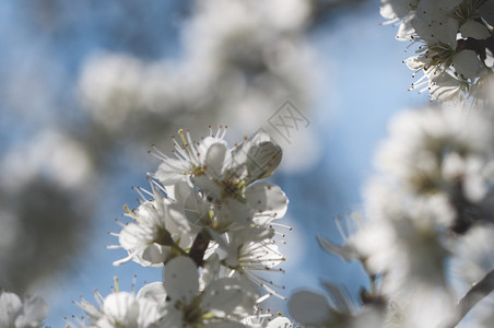 开花新鲜芽自然背景中的白梅花盛开自然背景中的白梅花盛开图片