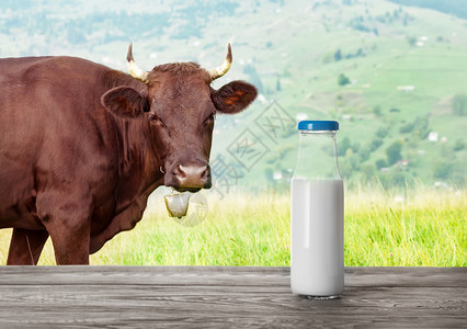 景观液体天然产品和健康食概念奶和有铃头的牛在背景中瓶装牛奶和在背景中的瓶装铃头饮料图片