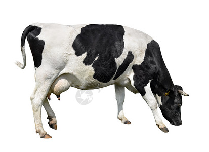 咀嚼喇叭白黑和奶牛被完全隔绝在白色背景的农场动物面前全长地围着白黑和奶牛斑黑和牛被完全隔离在白色上宠物图片