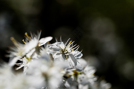 白色的自然背景中白梅花盛开自然背景中的白梅花盛开材料李子图片